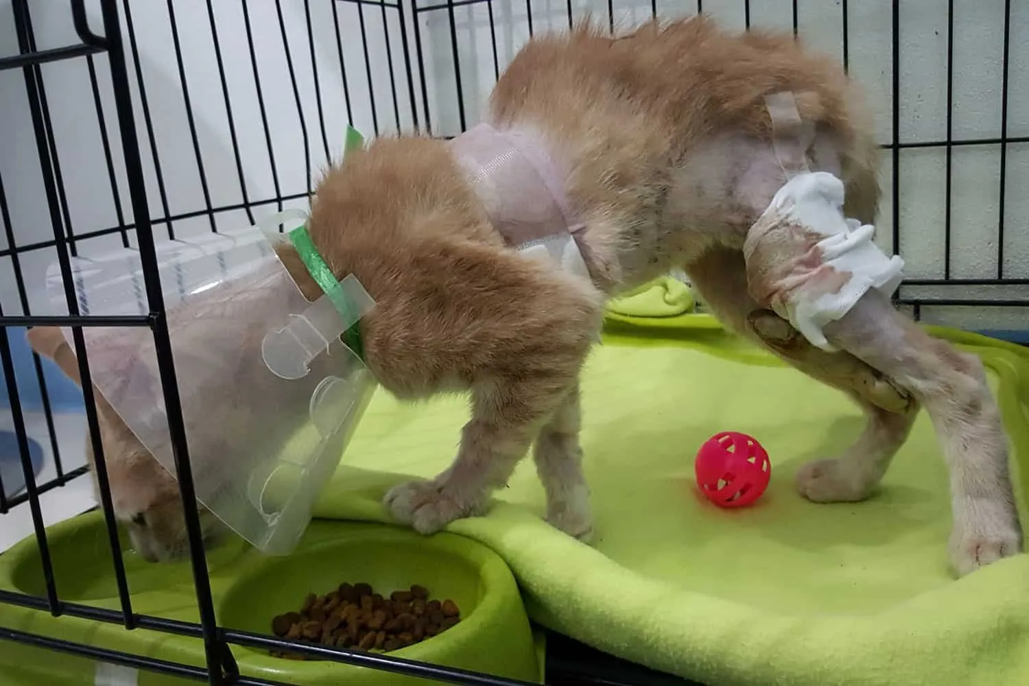 uboga mačka z rano na prsih in nogi zaradi napada psa. Rdeča mačka, ki nosi ovratnico, pije vodo v posodi za hišne ljubljenčke v kletki v bolnišnici za hišne ljubljenčke.' title=