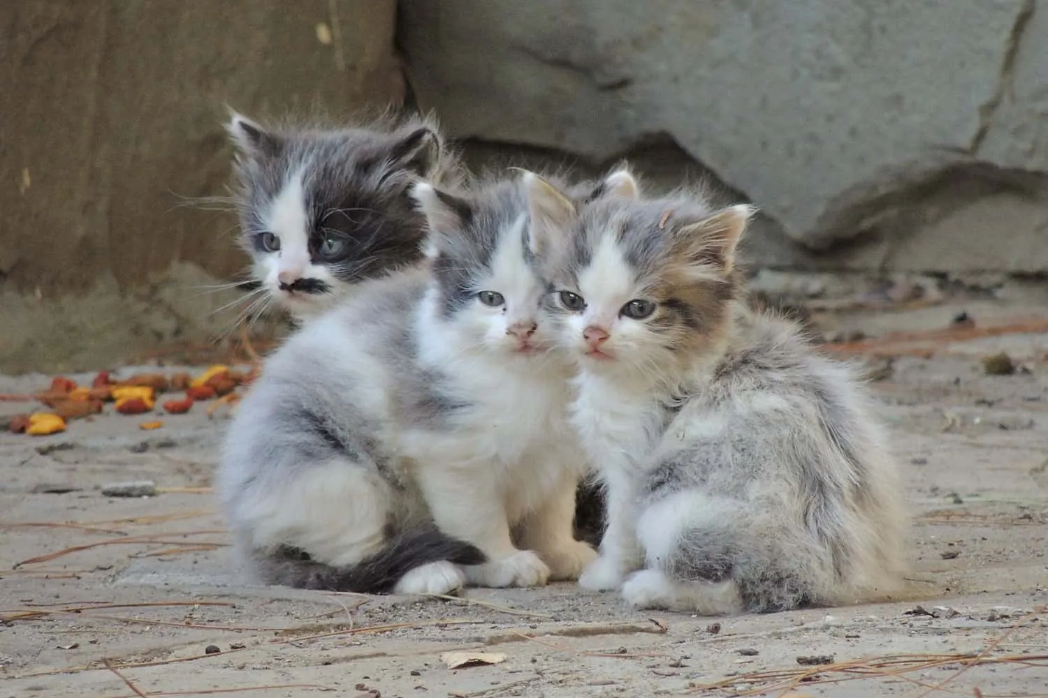 Drei streunende kleine Kätzchen sind draußen kalt' title=