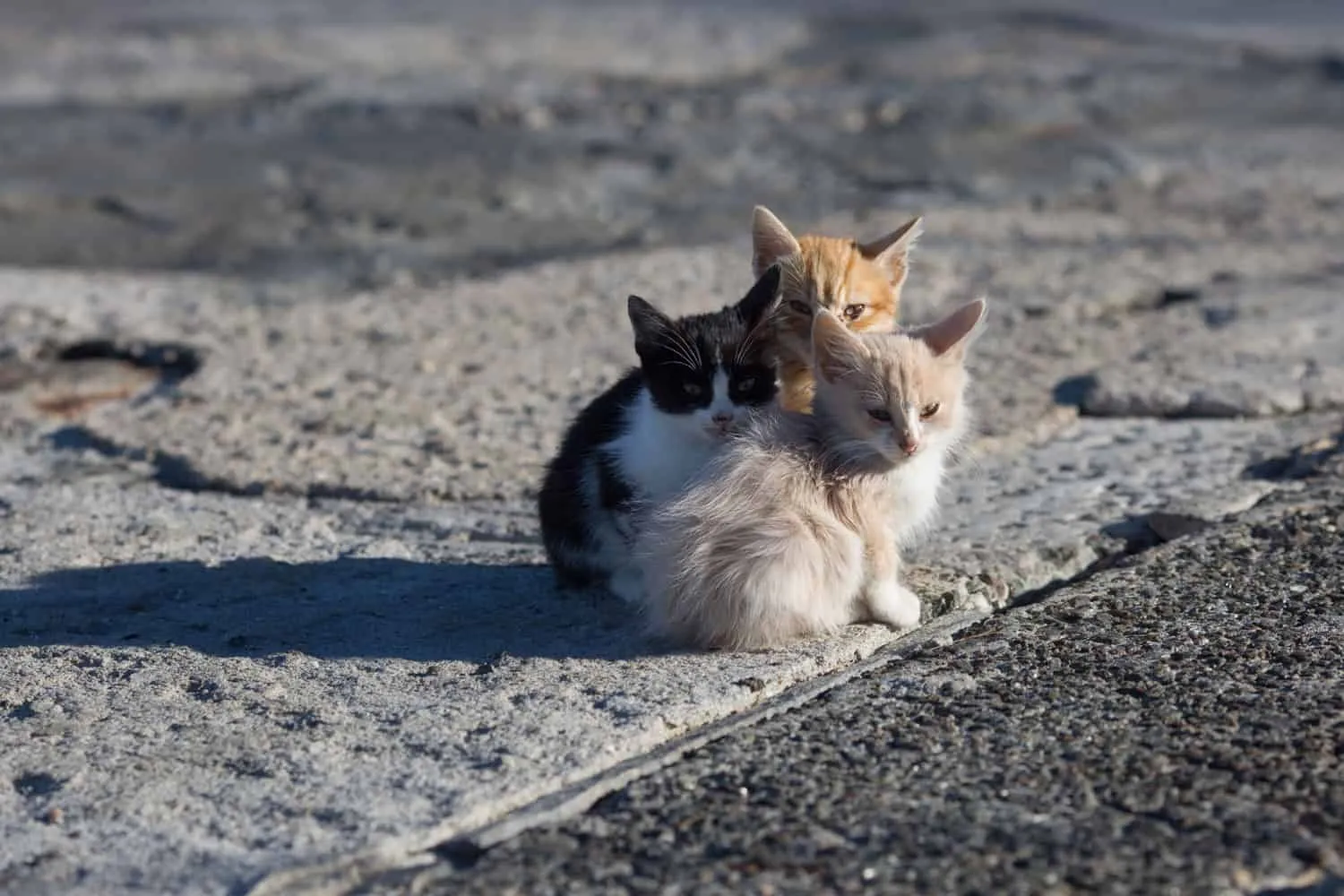 Obdachlose Tiere. Gruppe obdachloser Kätzchen auf Betonpier im Seehafen' title=