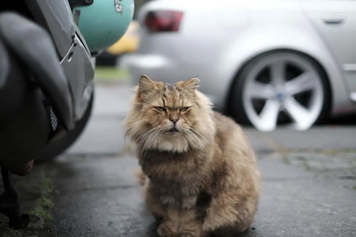 Katt som sitter på parkeringsplatsen' title=