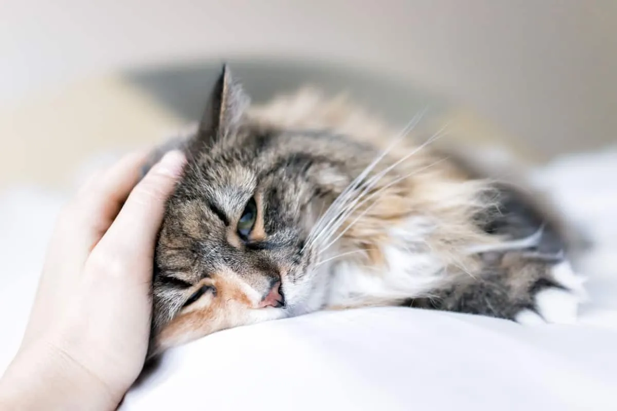 Maine Coon Cat som ligger på sängen som är klappad på pannan' title=