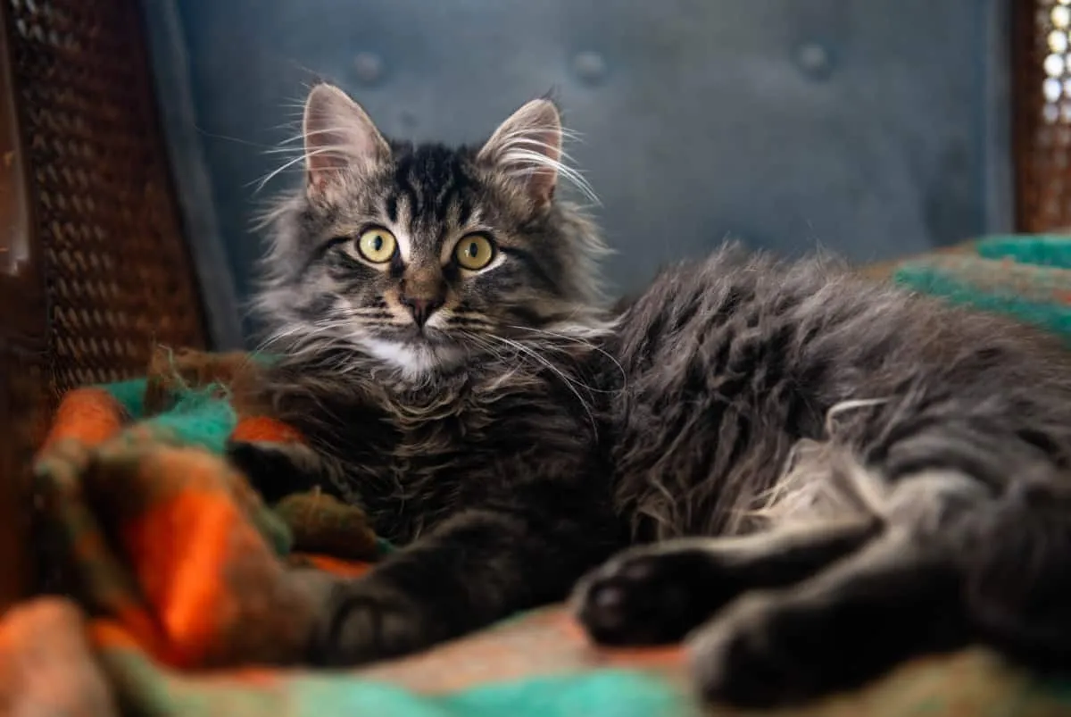 Brun tabby huvud coon katt' title=