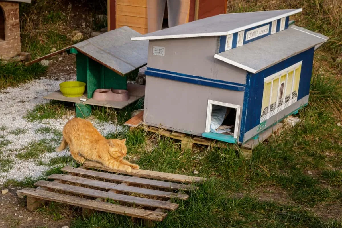 Un chat dans une colonie féline' title=