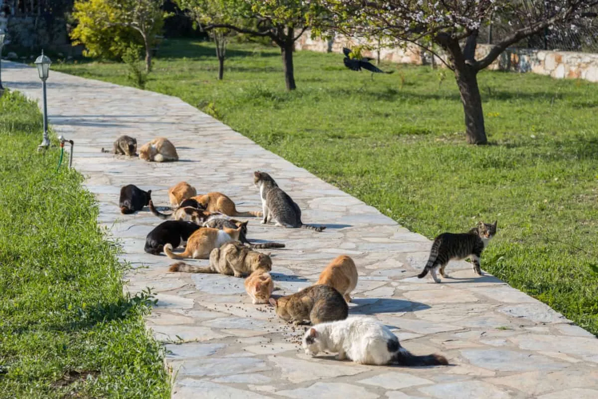 De nombreux chats sauvages mangent dehors' title=
