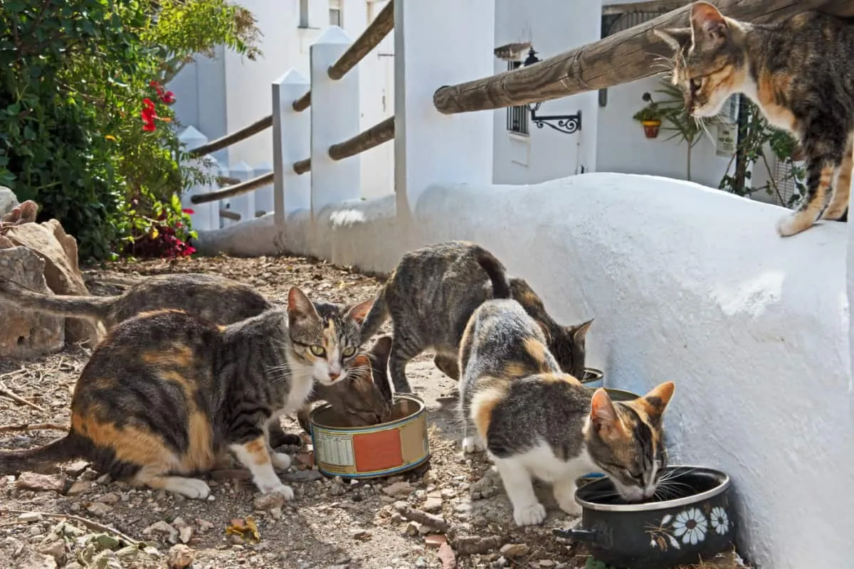 une colonie de chats sauvages affamés' title=