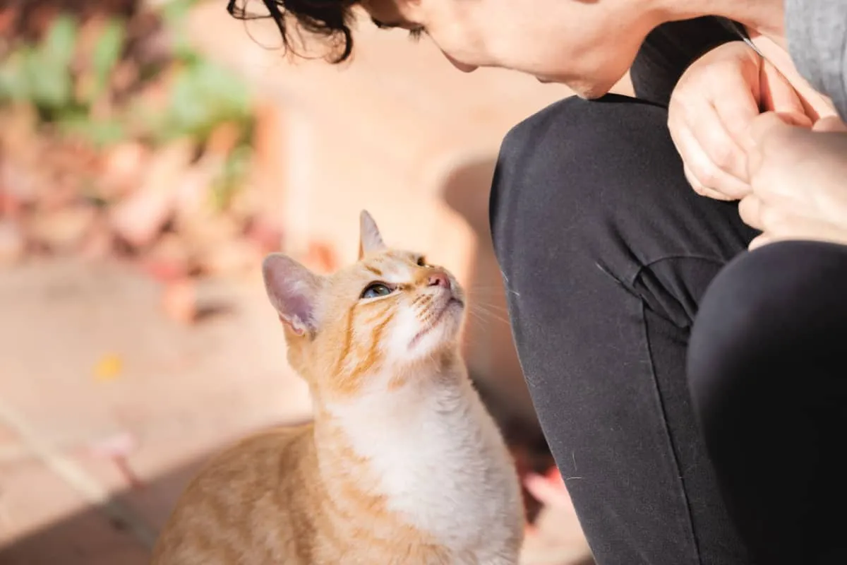 un garçon parlant à un chat sauvage' title=