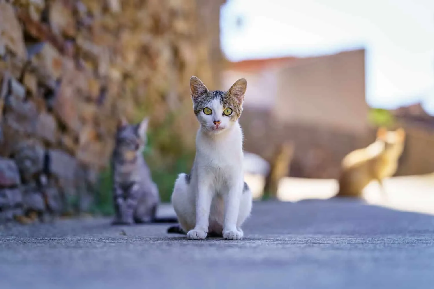 Adorabili gatti randagi che si rilassano per strada e aspettano che qualcuno gli dia da mangiare in un vecchio villaggio.' title=