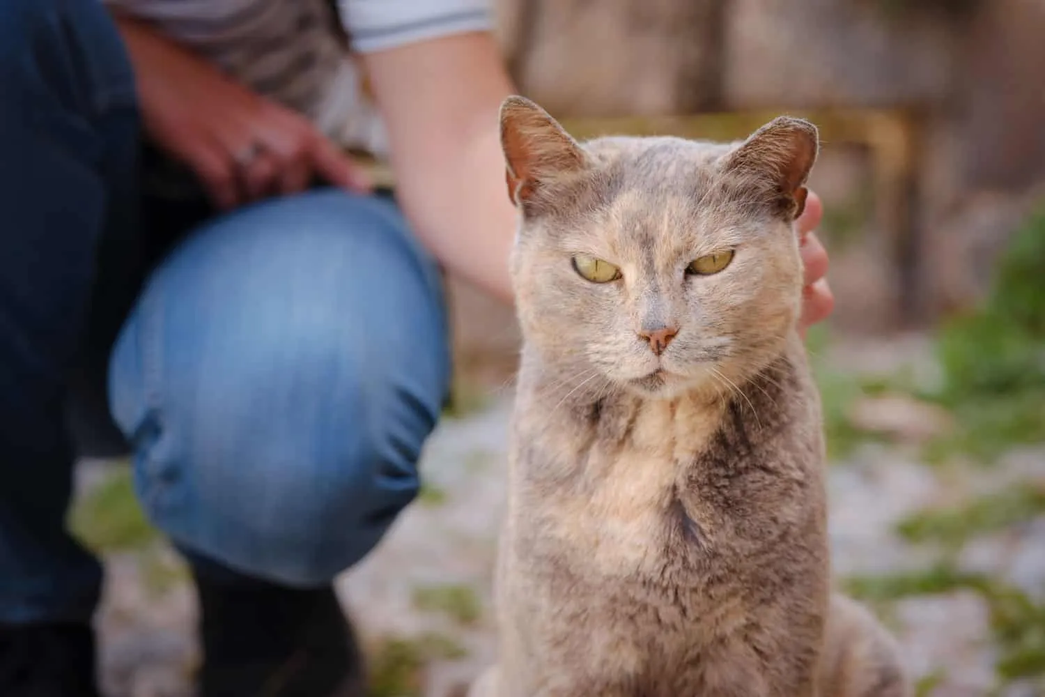 donna che accarezza un gatto fuori. Gatto randagio o selvatico nella città di Rhode in Grecia. Punto di riferimento storico nella città vecchia.' title=