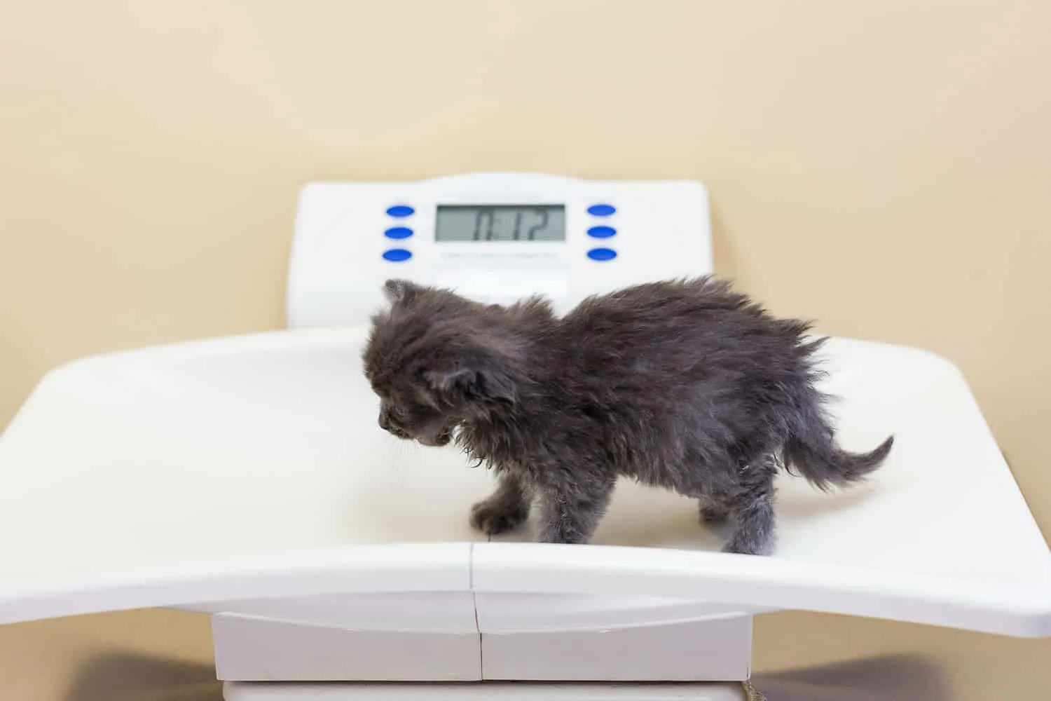 Drobna siva mucka, ki tehta na beli veterinarski lestvici' title=