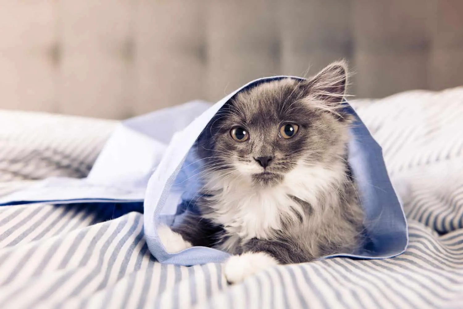 Minik kabarık gri ve beyaz kedi yavrusu yatakta rahatlıyor' title=