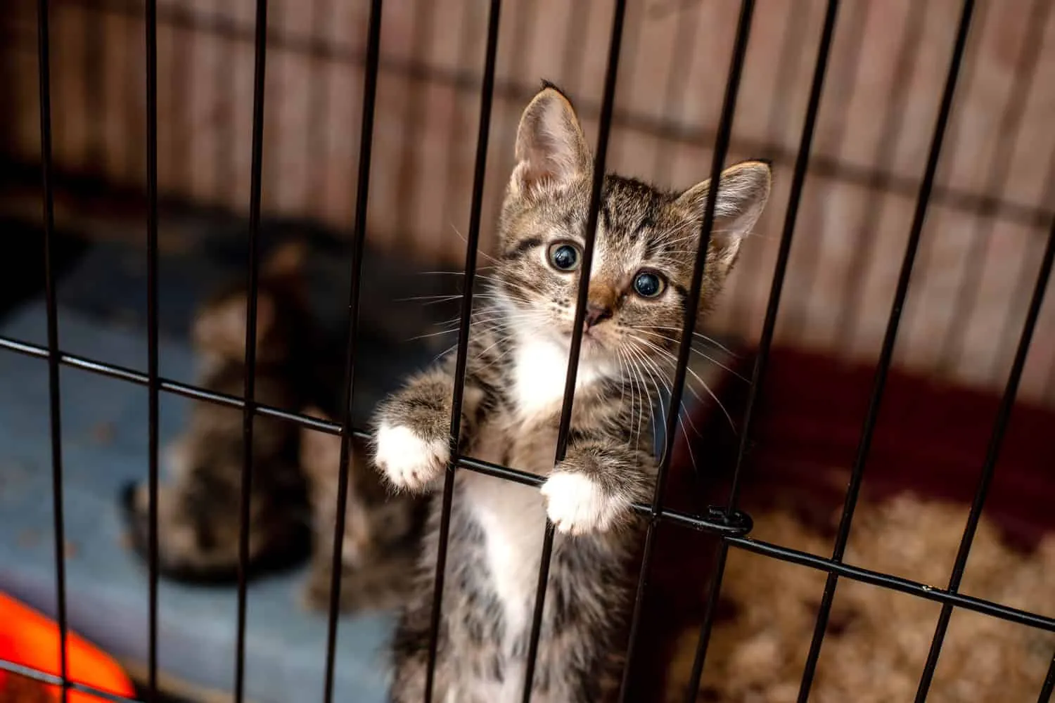 Kedi barınağında kafeste küçük tekir sevimli kedi yavrusu. Kafeste ağlayan kedi bebek.' title=
