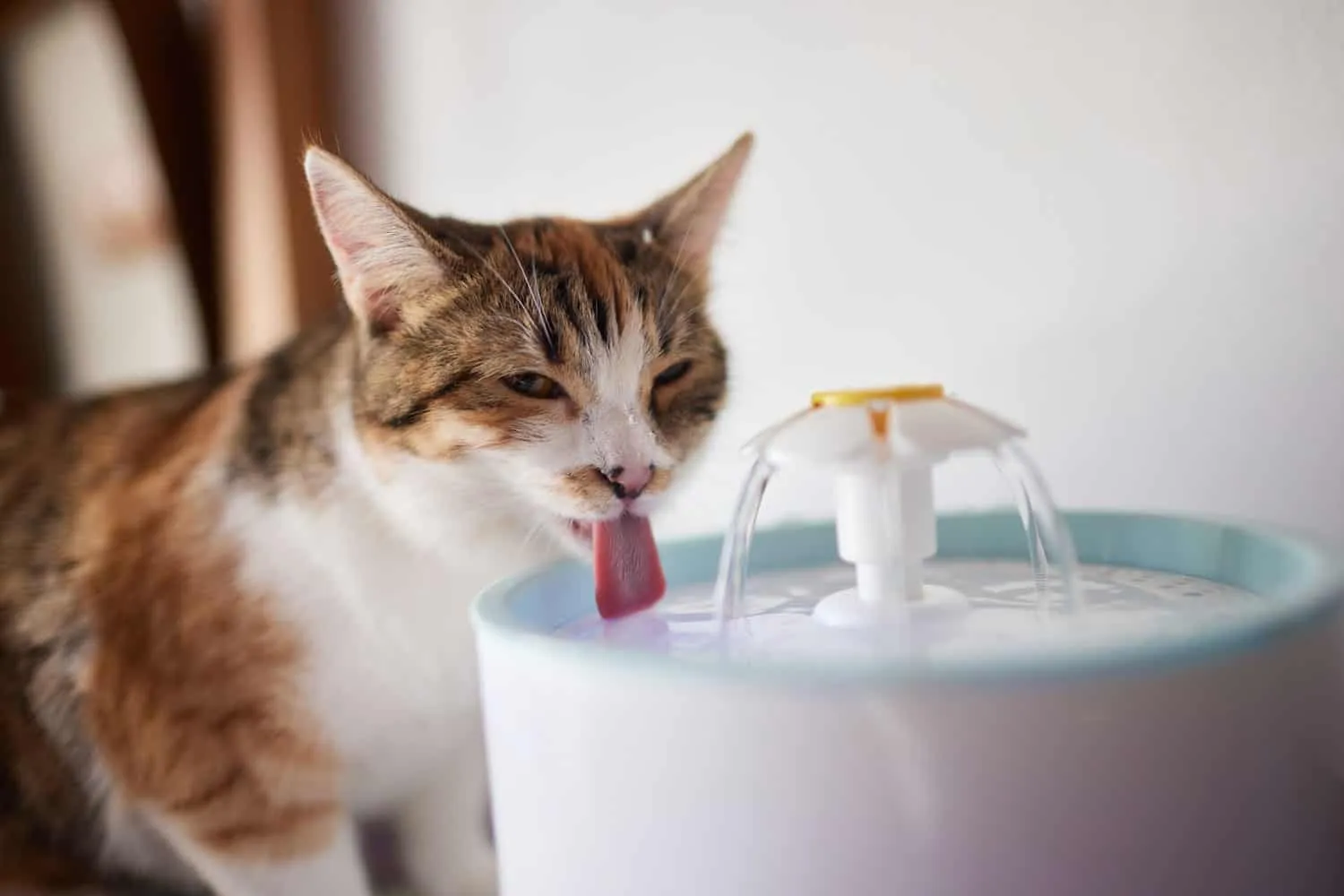 Dozator de apă pentru animale de companie cu reumplere automată prin gravitate.' title=