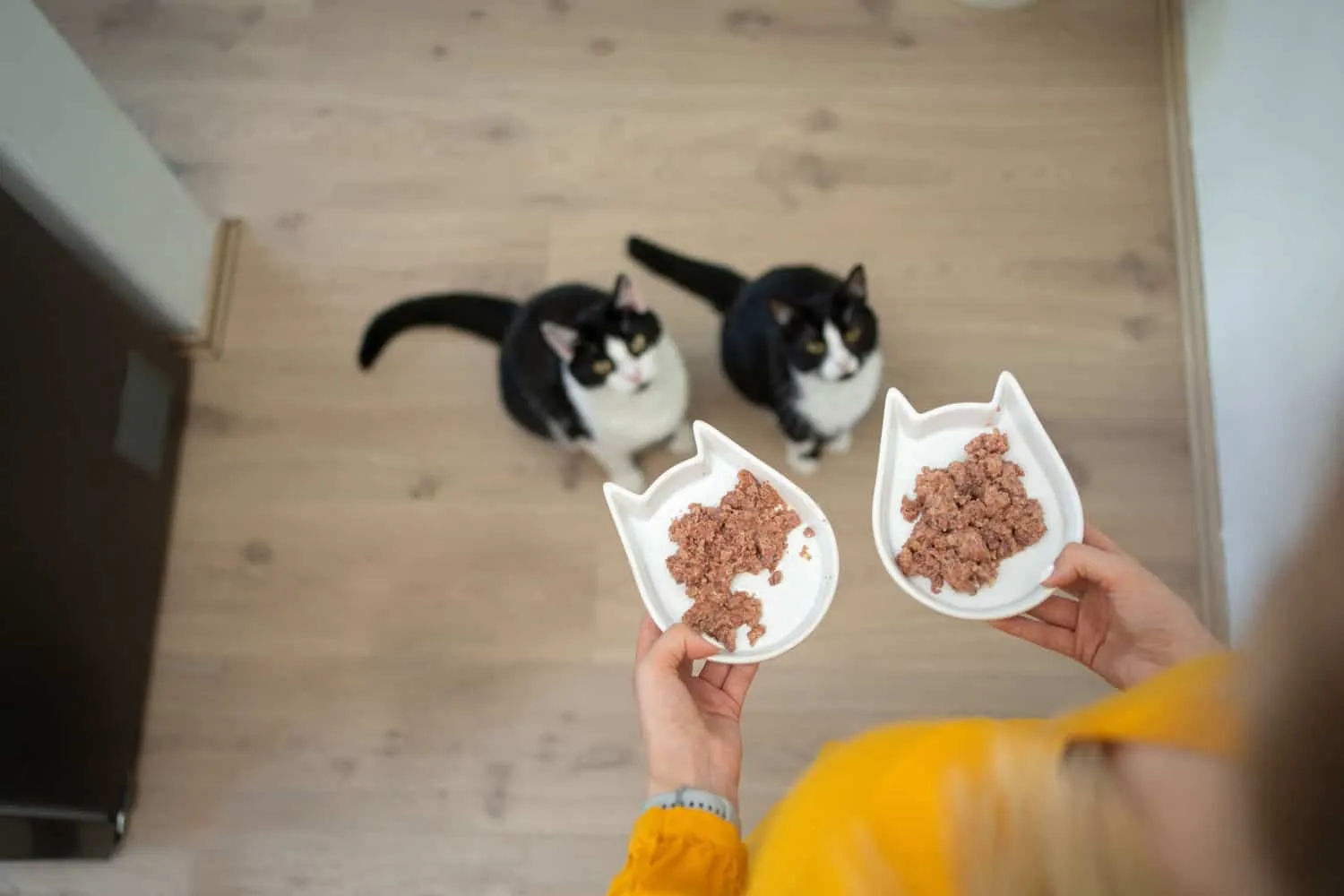vista de alto ângulo do dono do animal segurando duas tigelas de comida com comida molhada. Dois gatos famintos estão sentados no chão esperando olhando para cima' title=