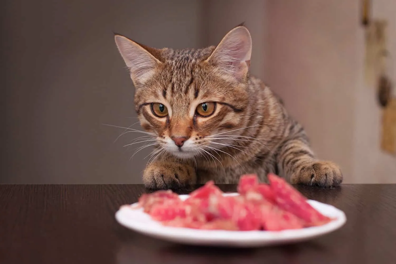 gato ladrão para roubar comida da mesa da cozinha. o gato quer roubar um pedaço de carne' title=