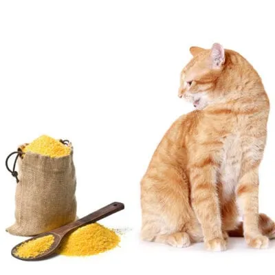 Ração para gatos sem grãos – o que isso significa?' title=