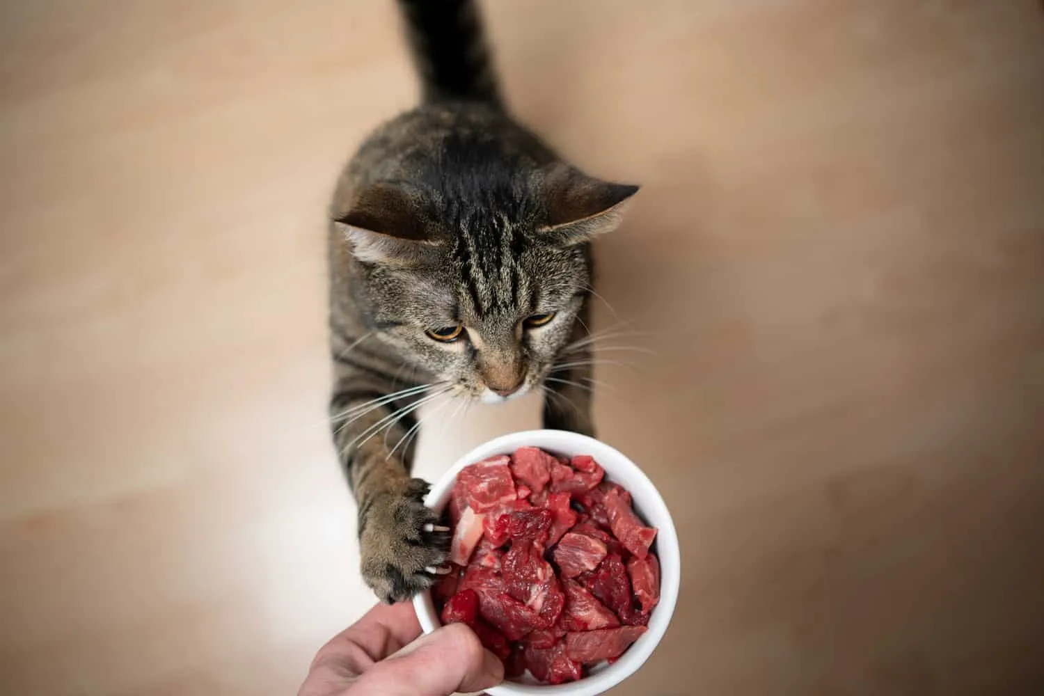 chat tigré s'élevant pour atteindre le plat d'alimentation avec de la viande crue tenue par la main du propriétaire de l'animal' title=