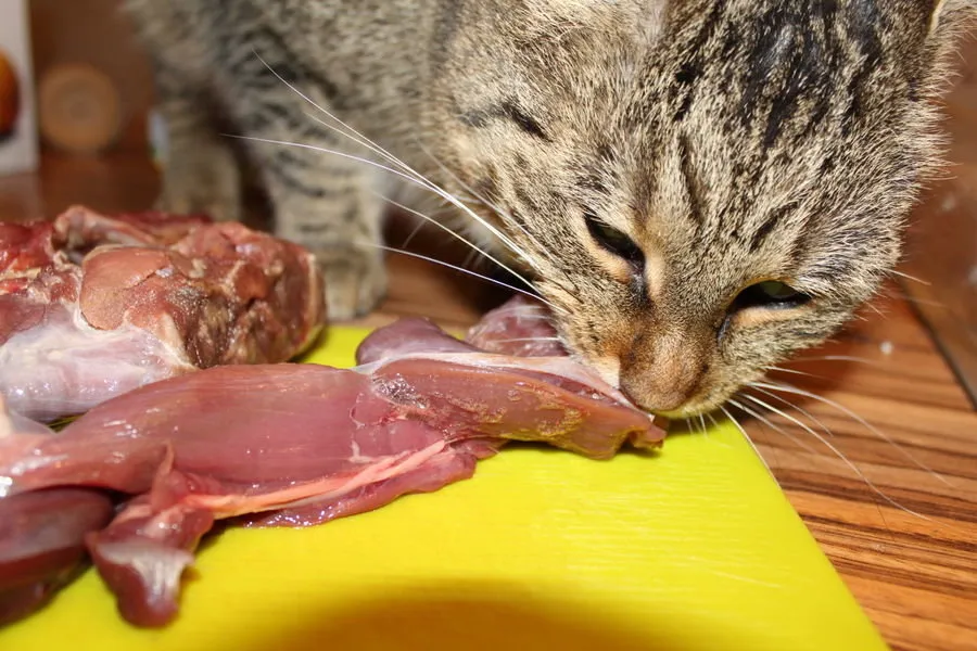 Aliments faits maison et crus pour chats – Une collection de guides' title=