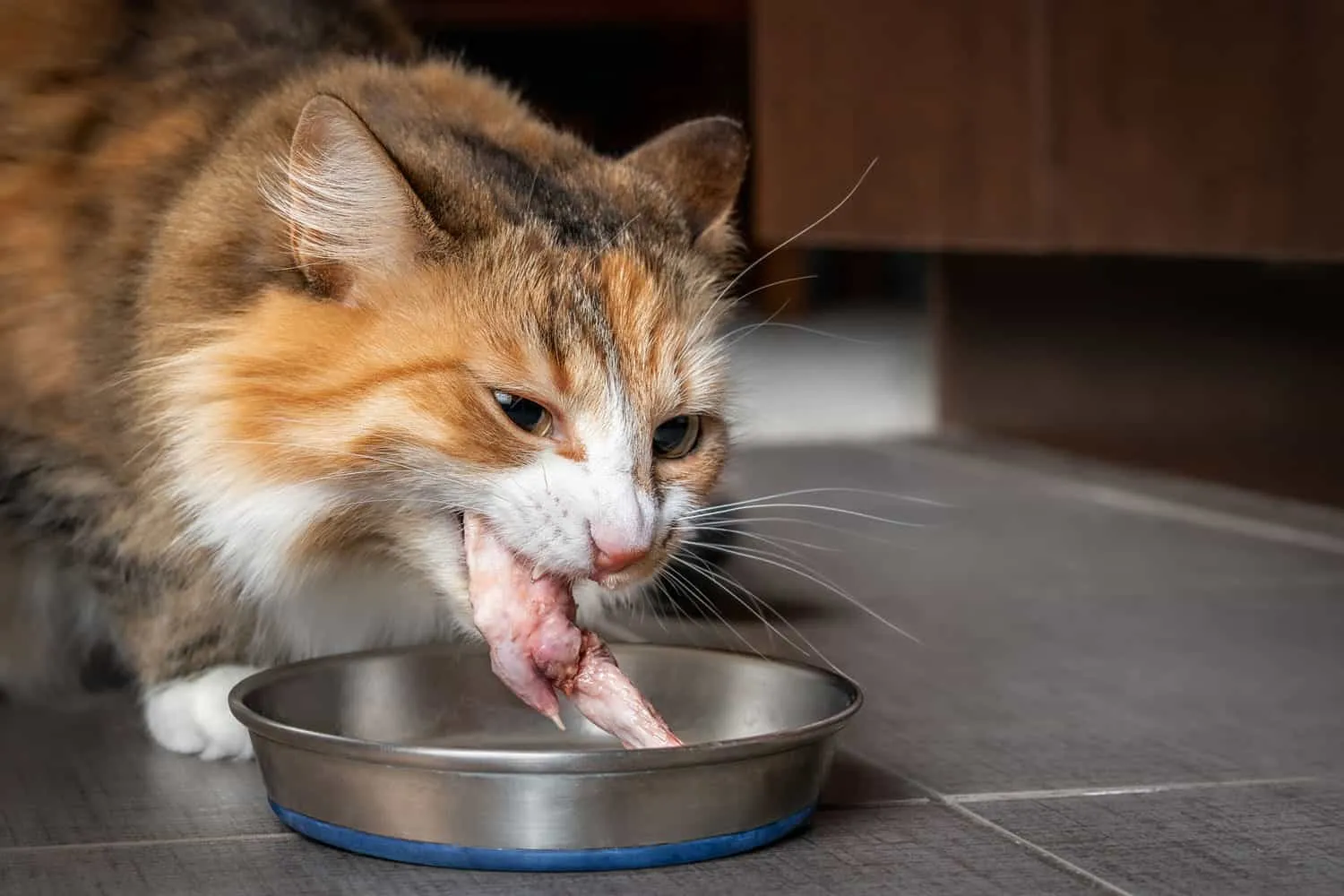 Chat mangeant le bout d'une aile de poulet cru. Joli chaton femelle mâchant un gros morceau de viande crue dans la cuisine. Concept de régime alimentaire cru pour chats, chiens et animaux de compagnie ou chats sont carnivores. Mise au point sélective.' title=