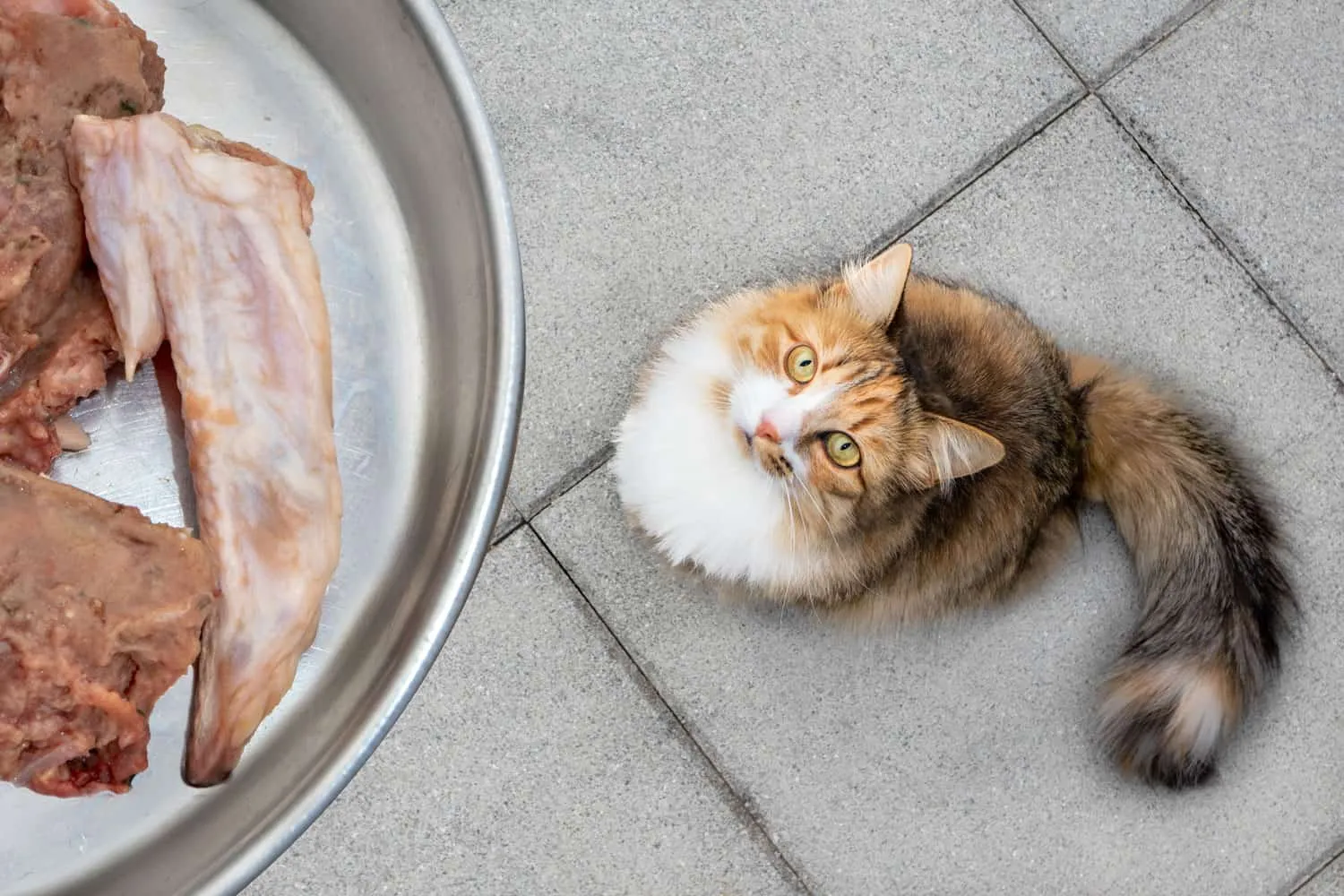 Chat avec vue de dessus de nourriture crue. Le chaton est nourri avec un bout d'aile de poulet et de la viande de poulet hachée crue. Concept de régime alimentaire cru. Chat femelle calico ou torbie à poils longs mettant en vedette intense le bol de nourriture.' title=