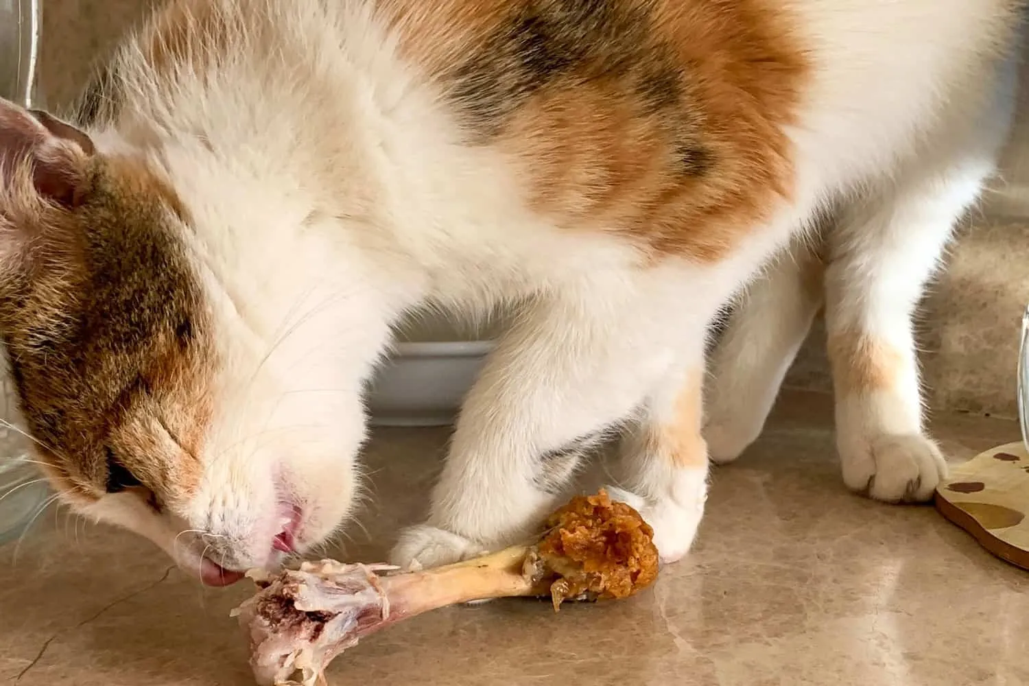 Le chat mange un os de poulet sur le comptoir de la cuisine. La nourriture préférée du chat est les cuisses de poulet. Un beau chat mange du poulet. De délicieuses cuisses de poulet à manger pour le chat.' title=
