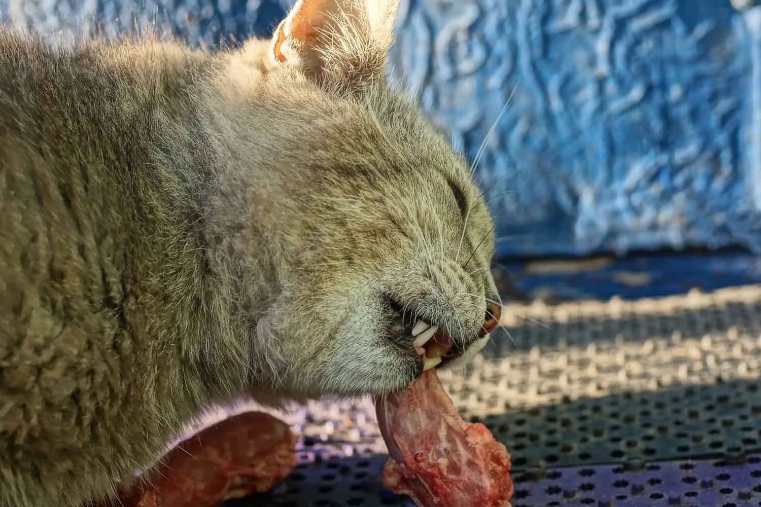un gros chat gris mangeant un os avec de la viande rouge' title=