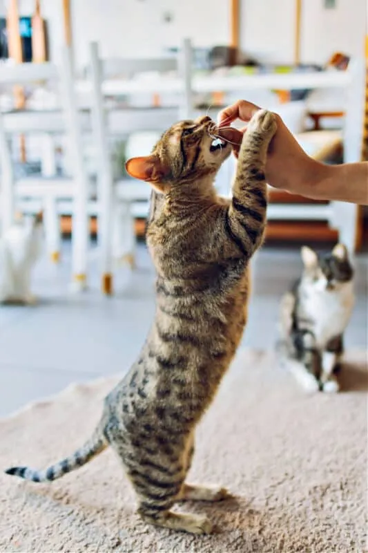 Kuinka hemmotella kissaasi turvallisesti kalkkunan herkuilla' title=