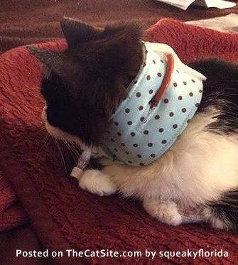 كيف تجعل قطتك تبدأ في تناول الطعام مرة أخرى' title=