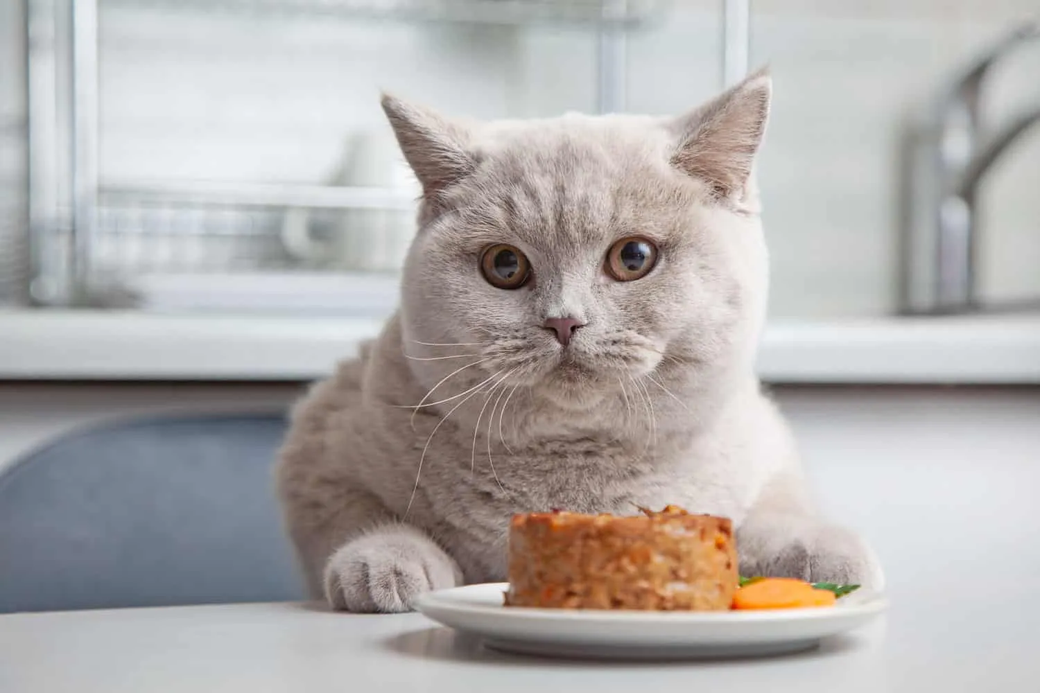 gato y plato de comida para mascotas en la cocina doméstica enfoque selectivo' title=
