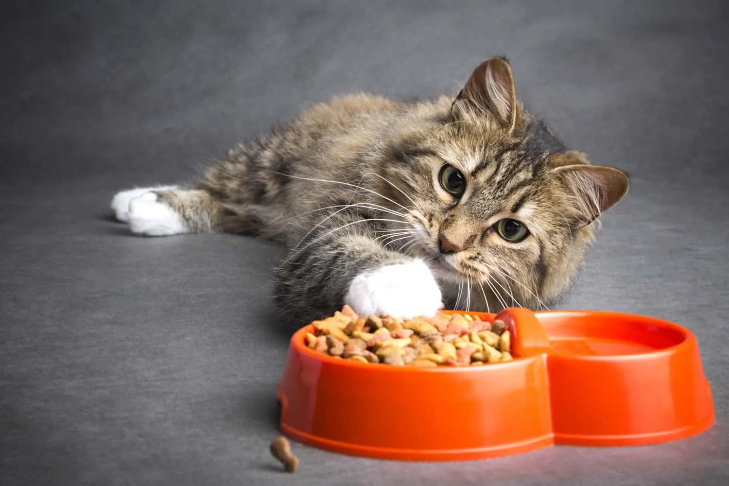 Un gato gracioso y perezoso tira su pata a un recipiente lleno de comida seca sobre un fondo gris' title=