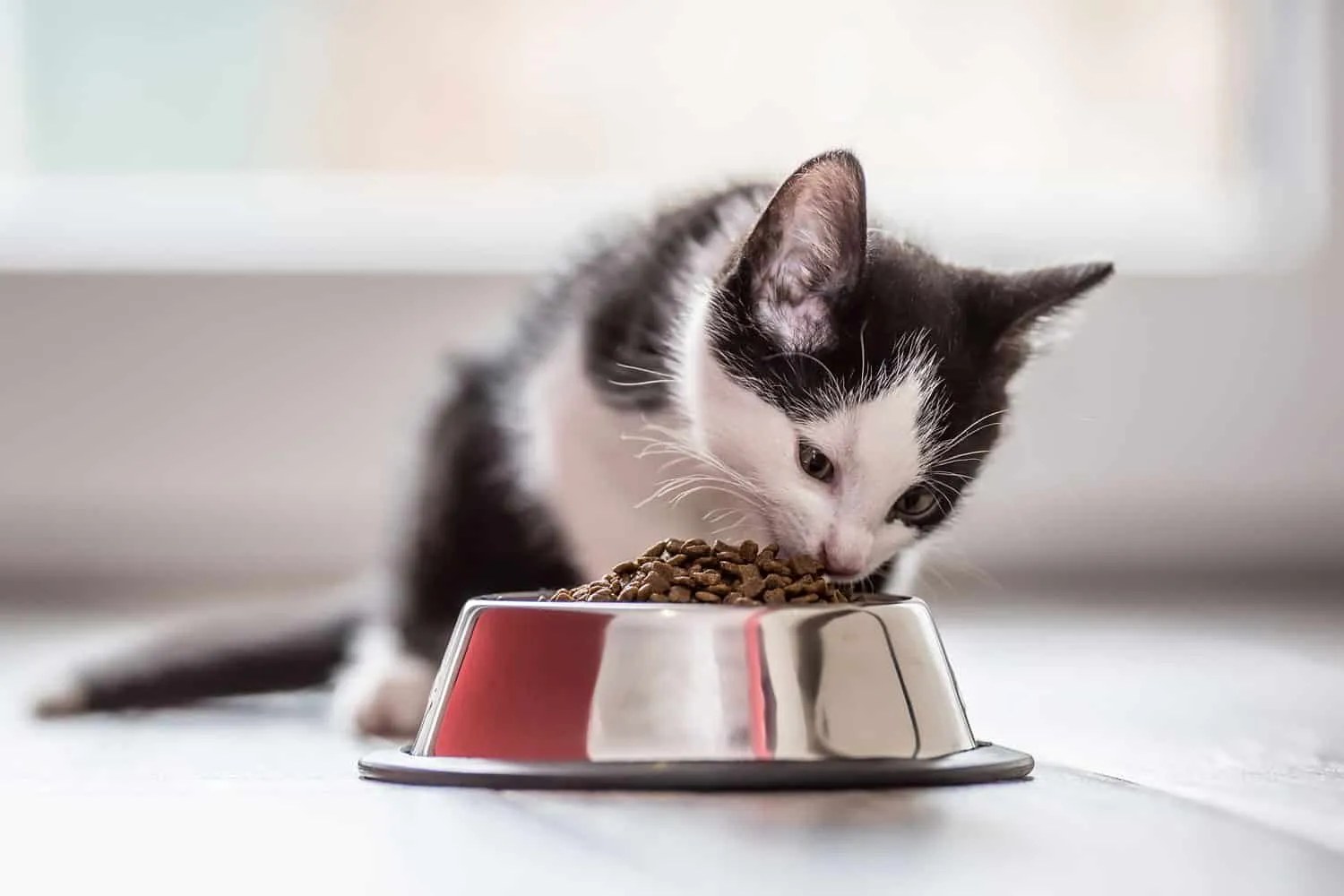 Lindo gatito con un plato de gránulos en casa o en el interior.' title=