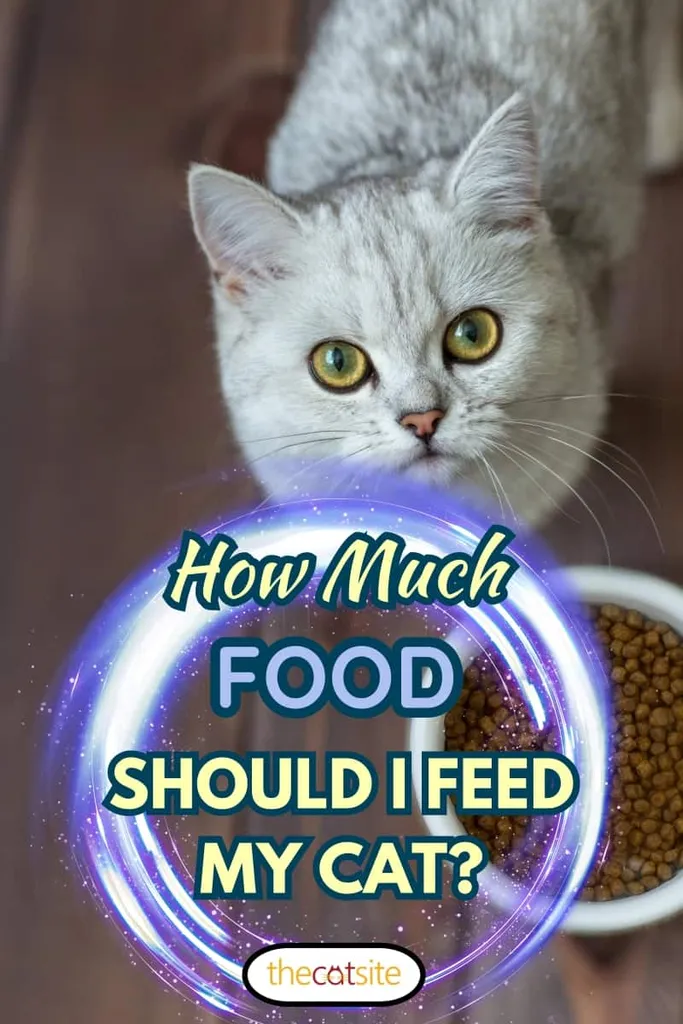 Un gato escocés con ojos amarillos come comida seca sobre un fondo de madera.' title=