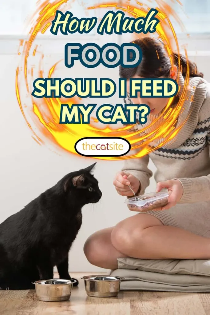 Cuerpo completo de mujer joven con ropa doméstica parada con un tazón y alimentando a un gato negro mientras pasa tiempo en casa' title=