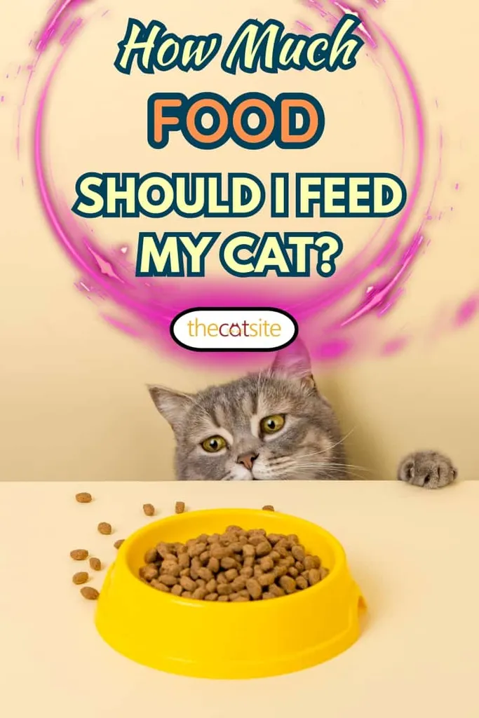 Un lindo gato gris y un plato de comida sobre un fondo amarillo. Alcanzando su comida favorita, pequeño ladrón.' title=