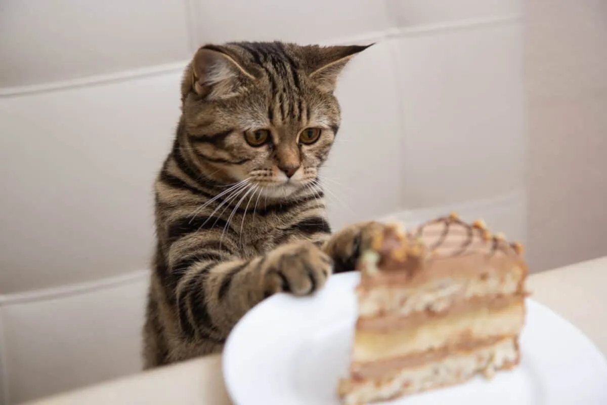 Pisica se uită la o felie de tort' title=