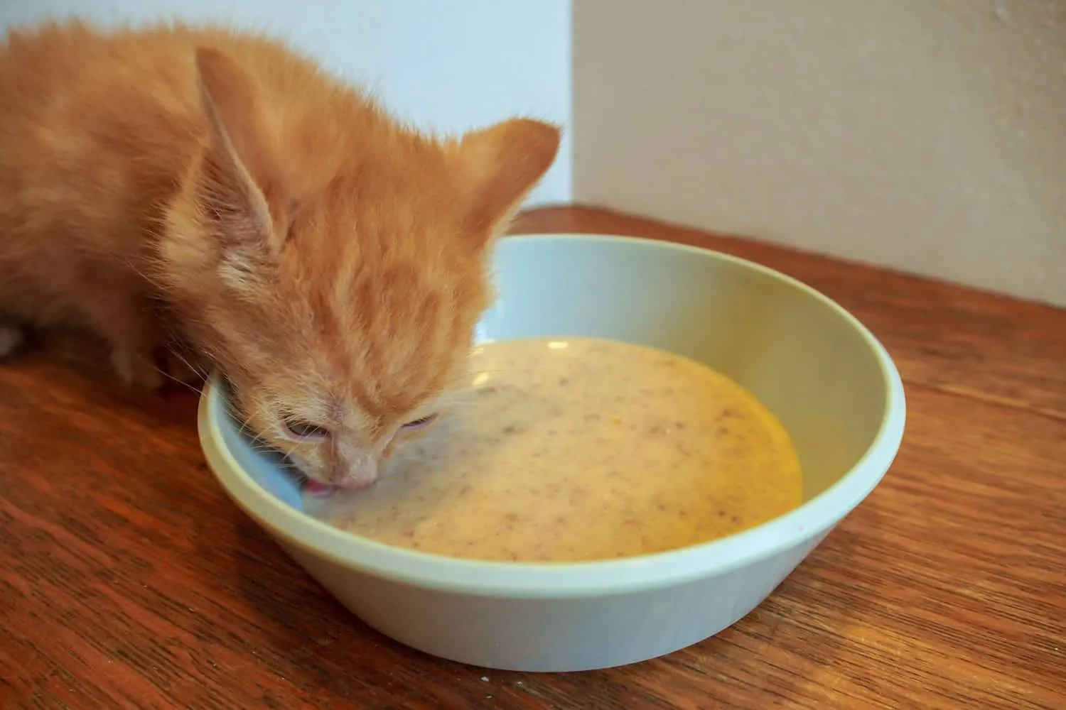 Un gatet tabby taronja està tastant menjar per primera vegada.' title=