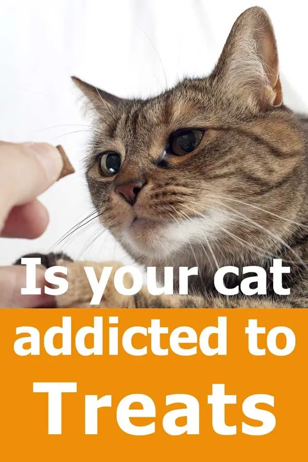 האם החתול שלך מכור לפינוקים?' title=