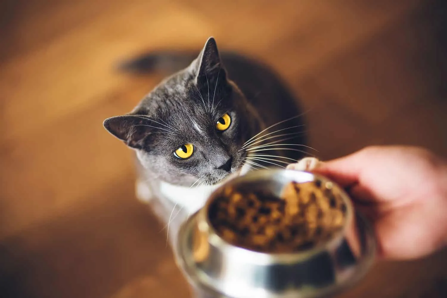 O pisică domestică gri drăguță, flămândă, cu ochi galbeni, cere mâncare uscată, care este într-un castron în mâna persoanei. Hrănirea unui animal de companie.' title=