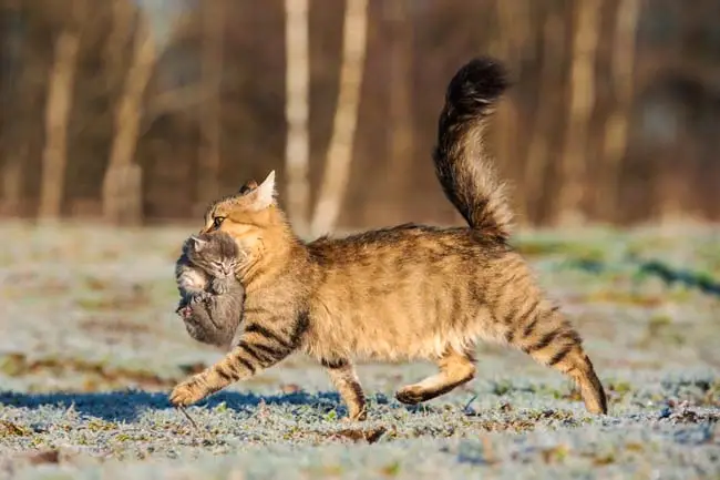 Mother cat carrying kitten