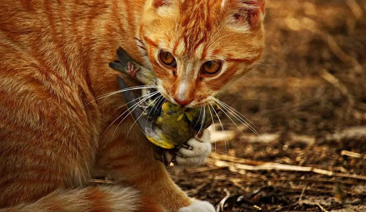 Why do cats hunt?