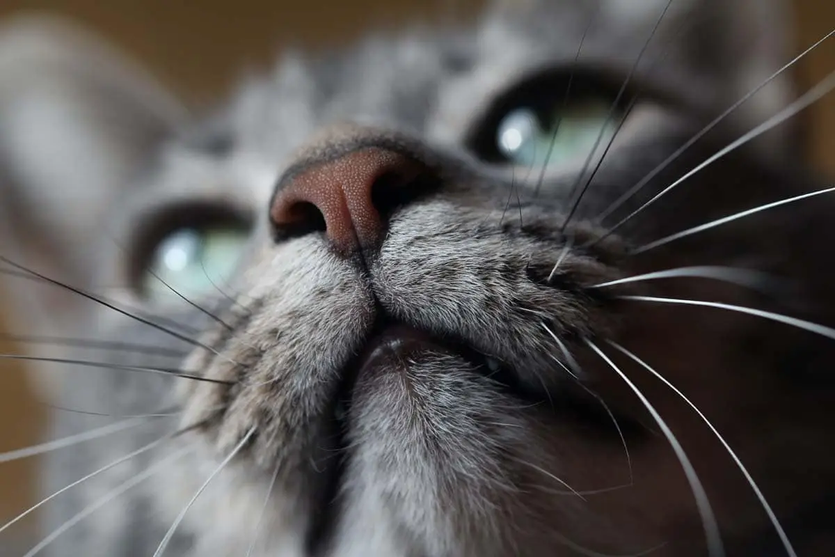 Do cats have chins?