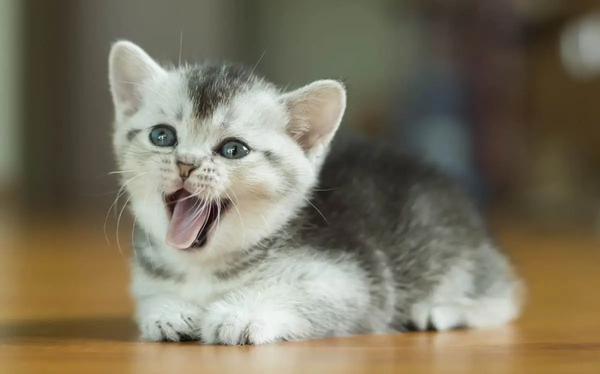 When do cats stop growing?