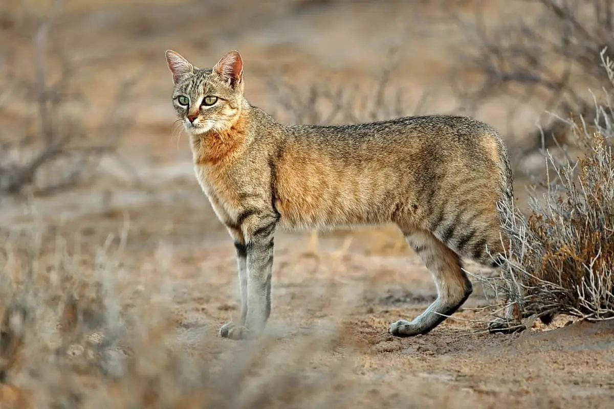 African wildcat (Felis silvestris lybica)