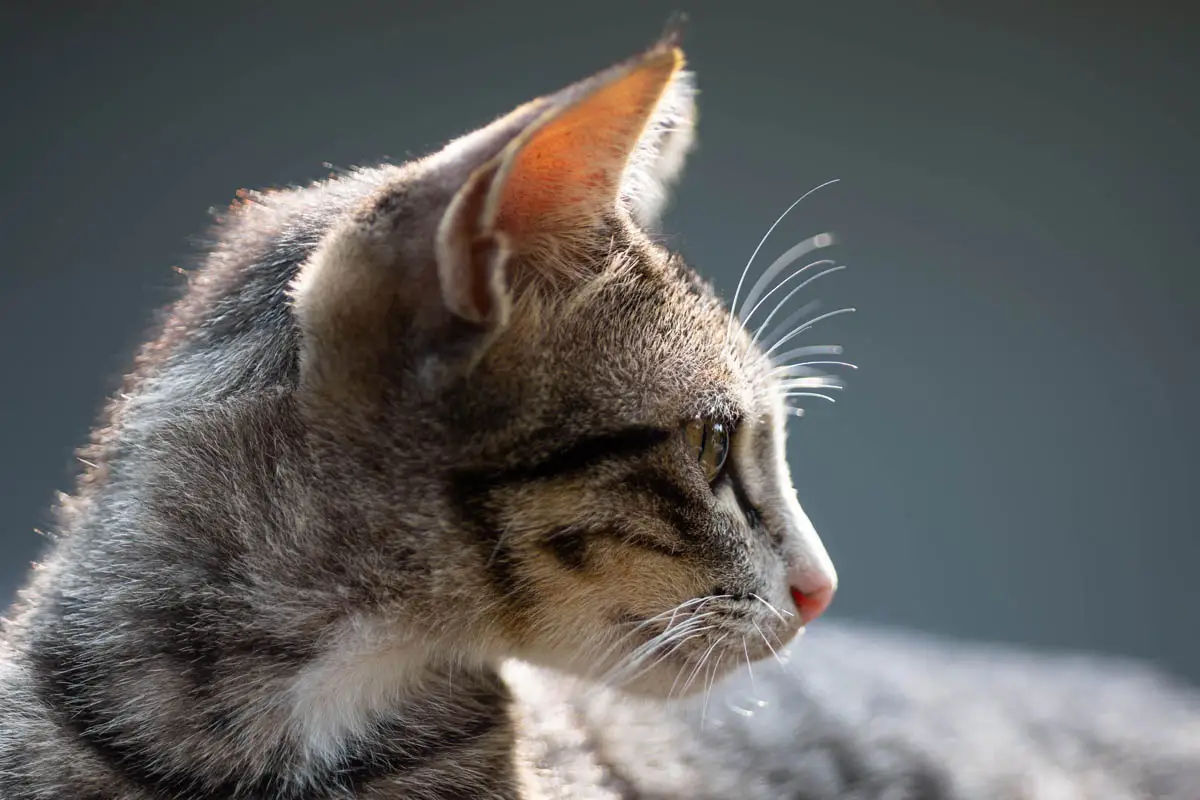 Cat facts and trivia
