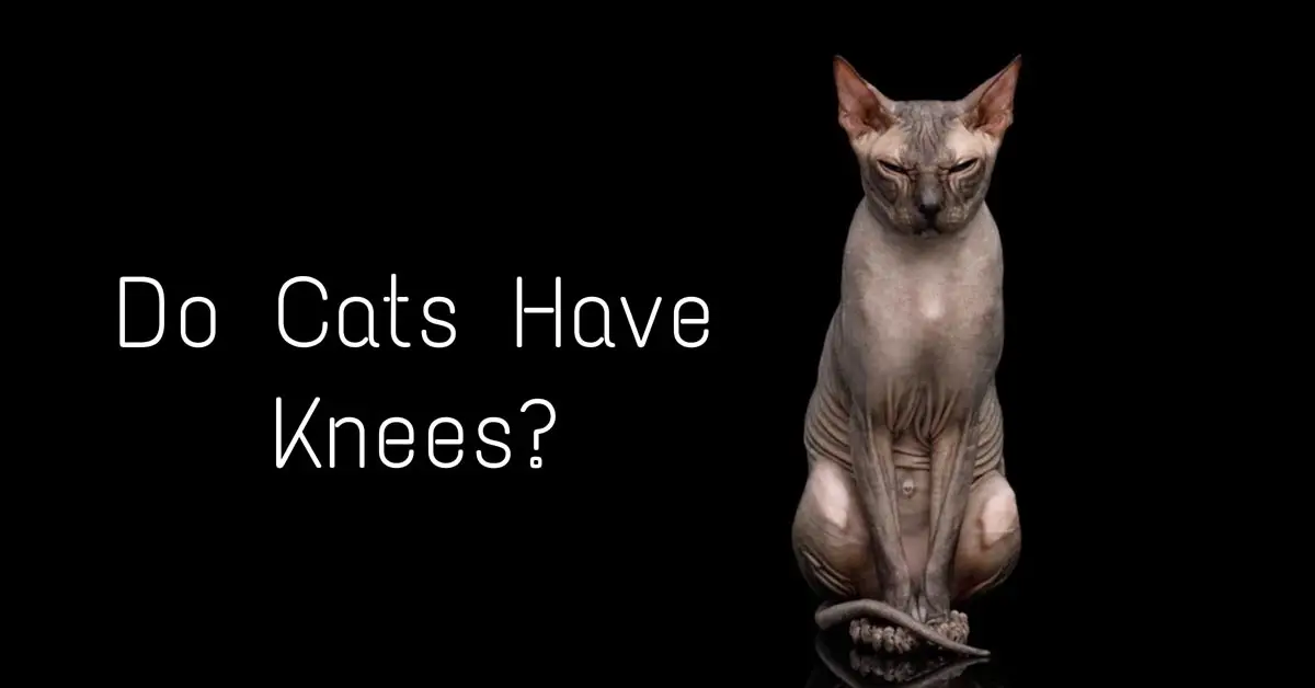 Do cats have knees?
