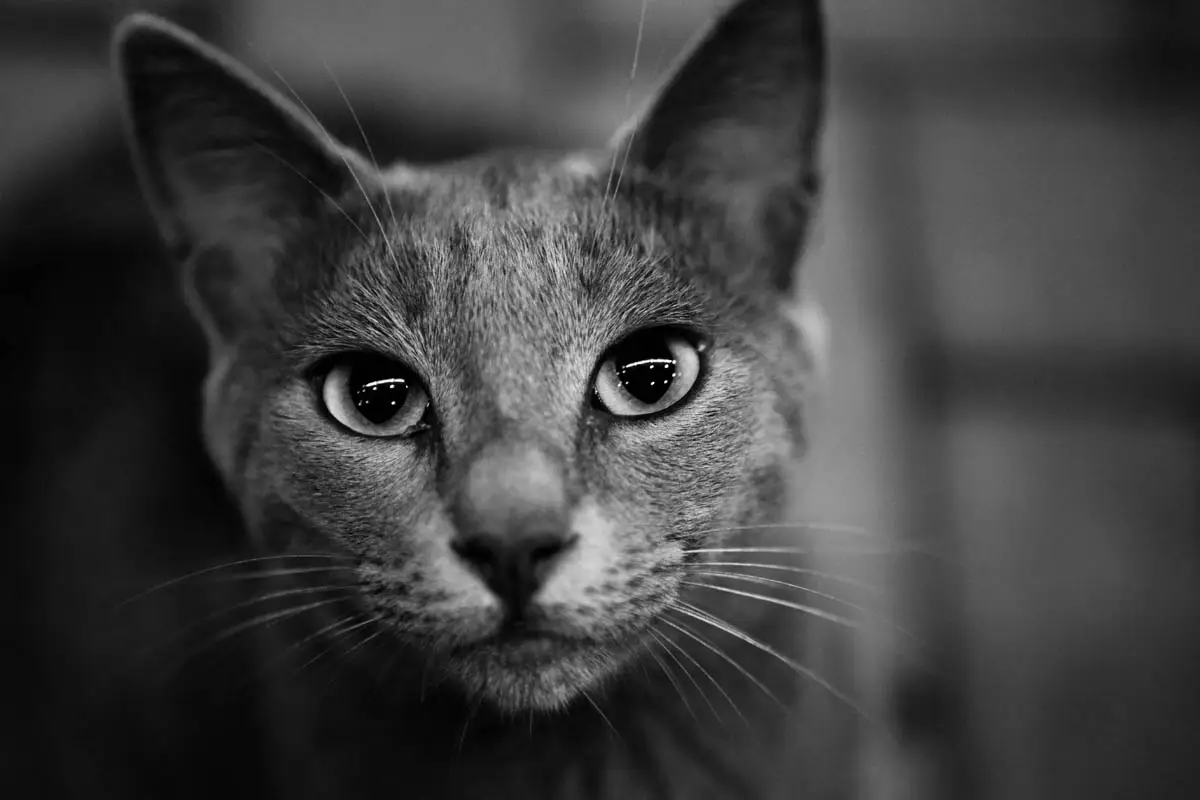 Cat vital signs