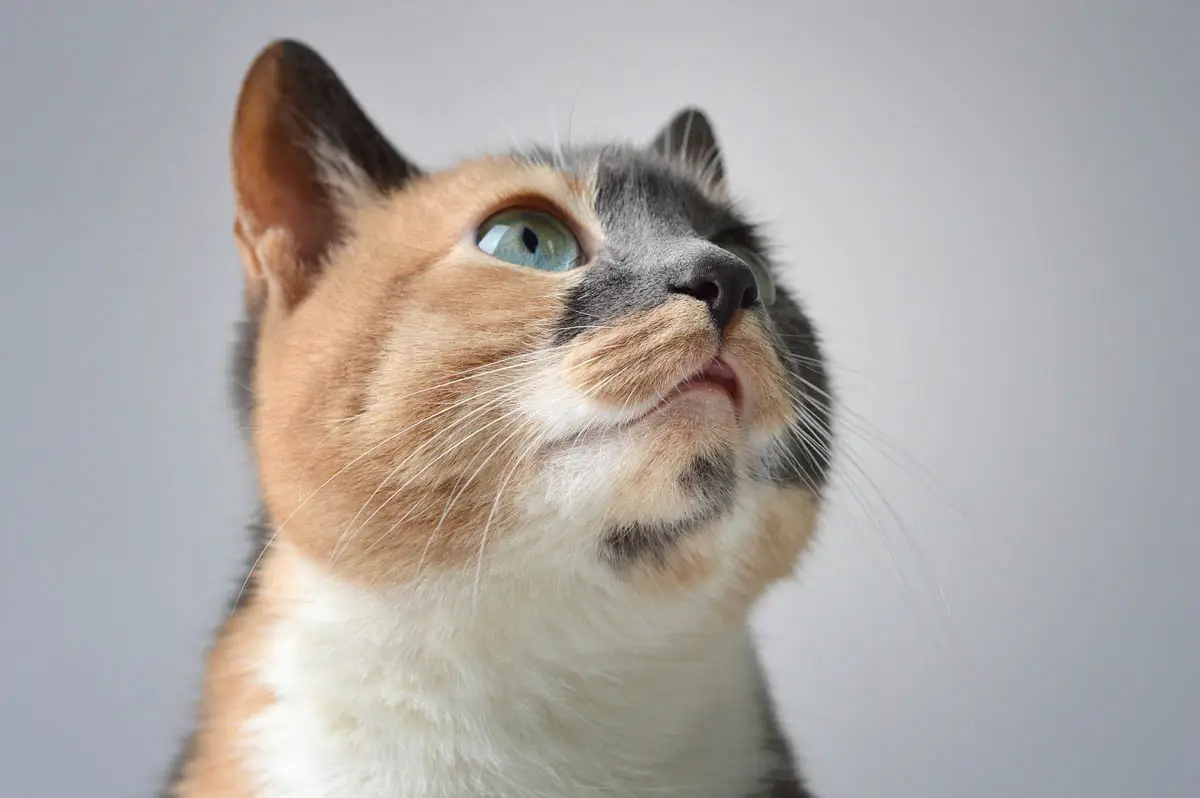 Dilute calico cat