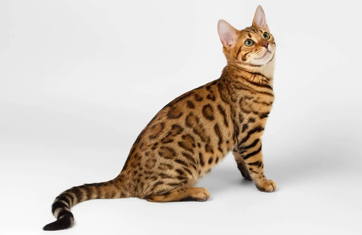 Why are purebred cats so expensive?