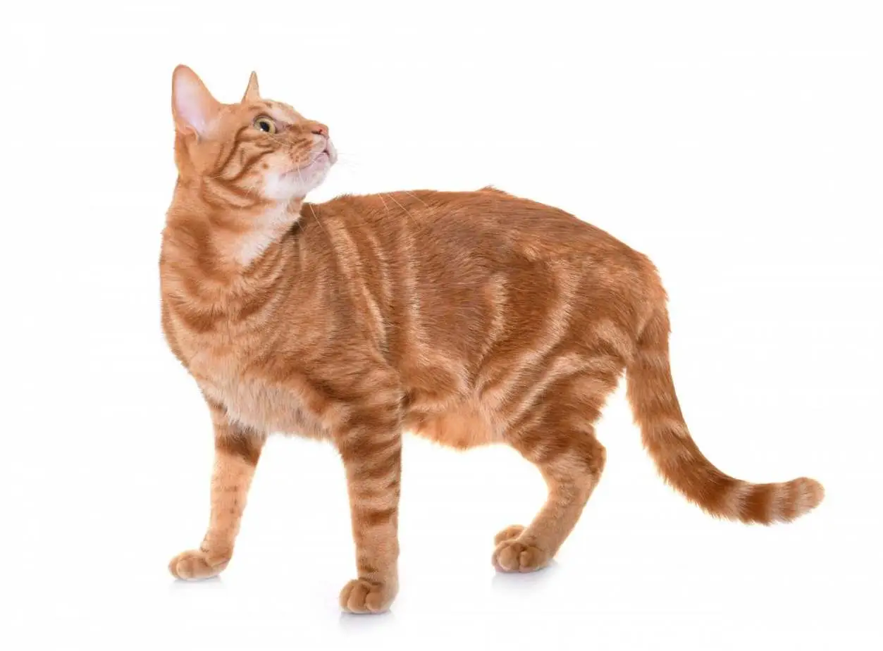 Classic ginger tabby cat