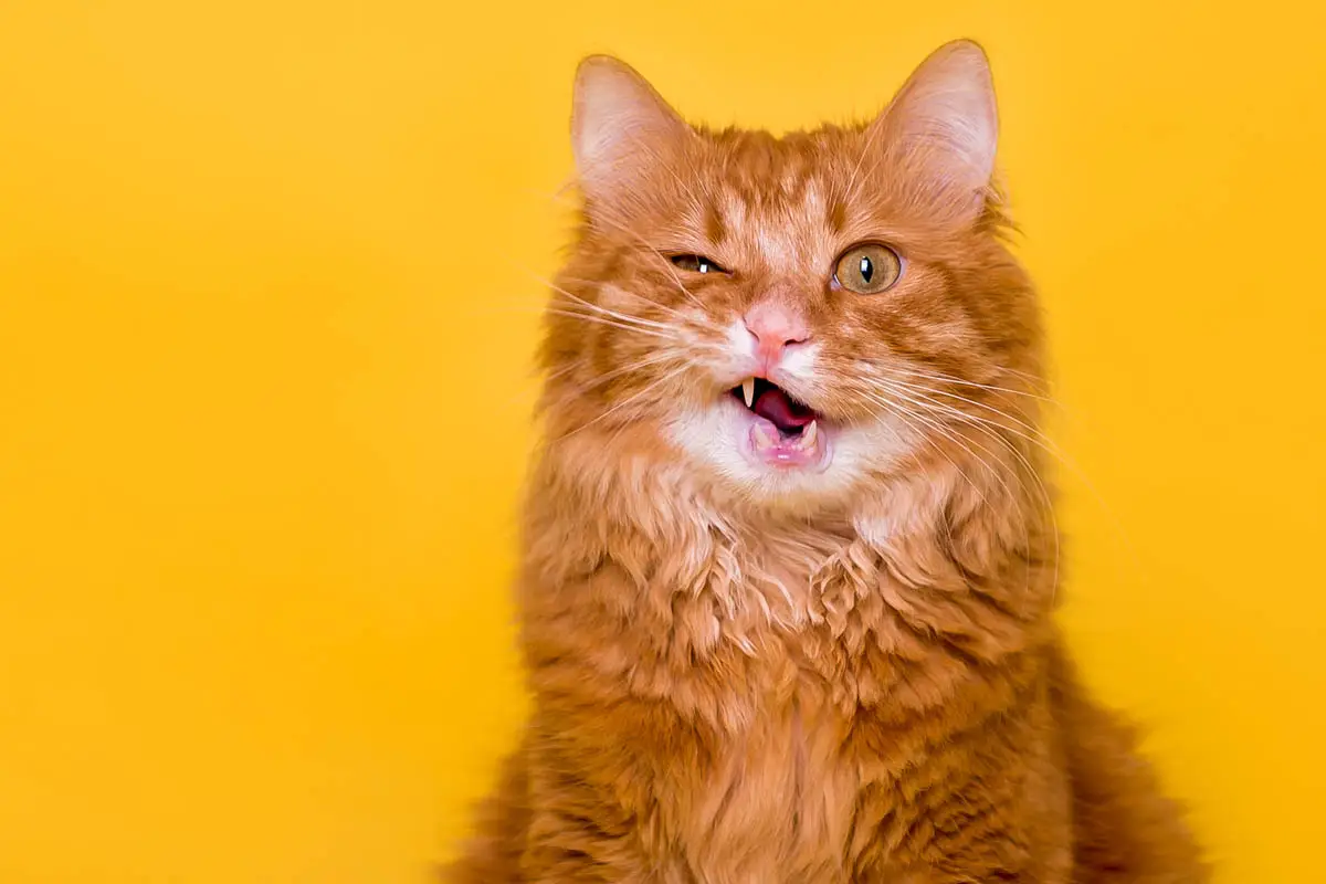 Orange tabby cat