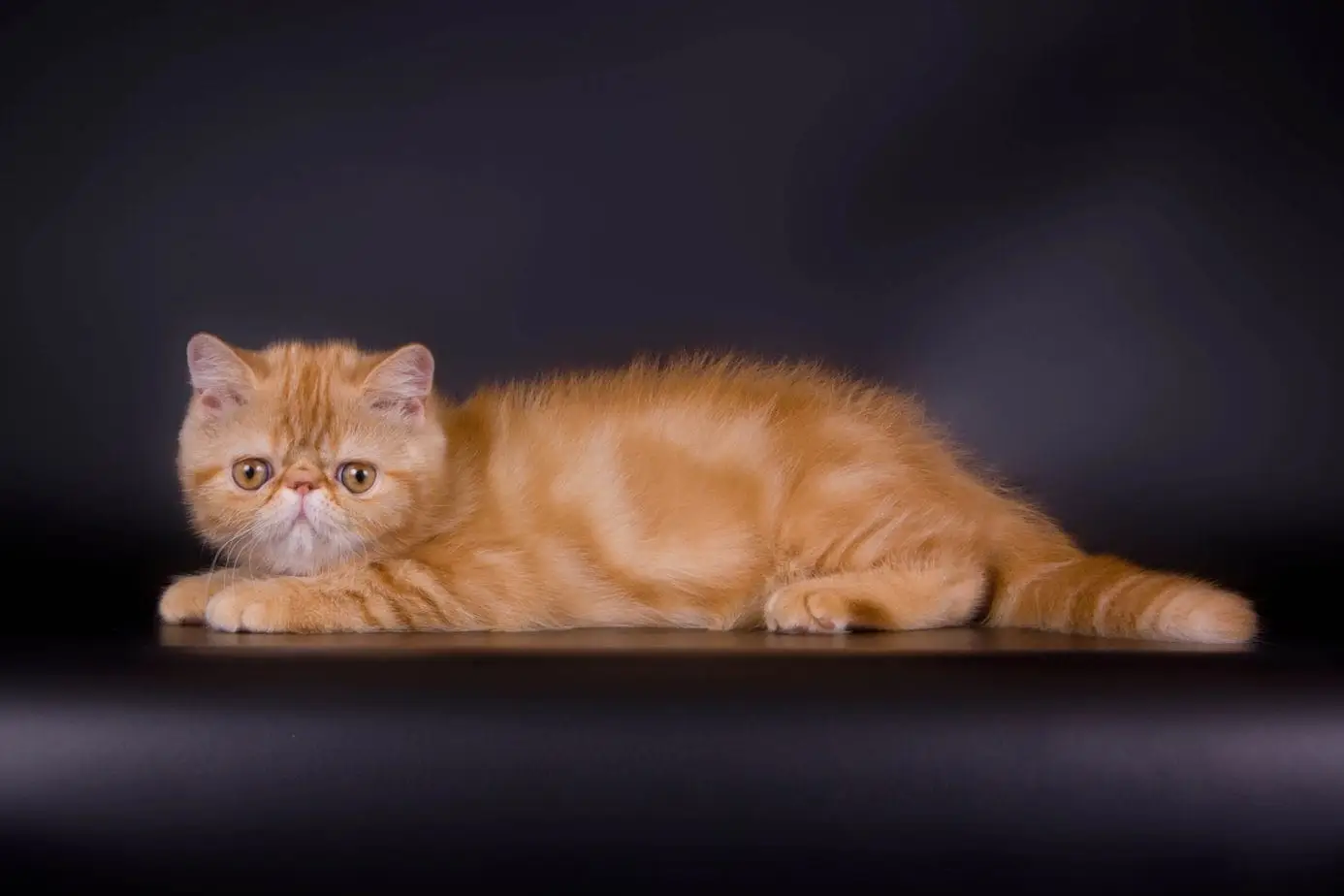 Red classic tabby exotic shorthair